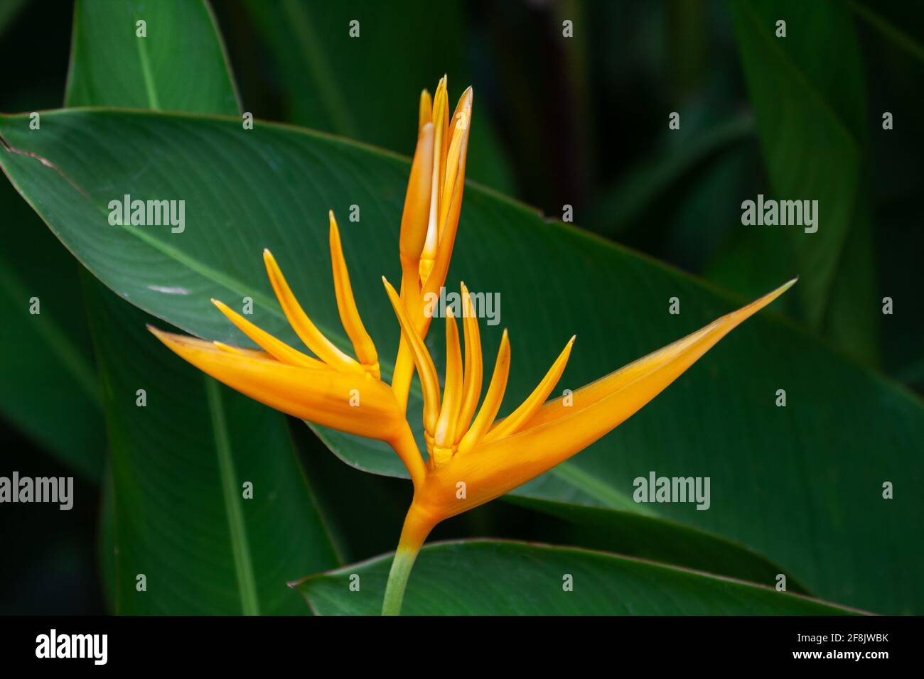 Unusual tropical flower Heliconia or false bird-of-paradise flower Stock Photo