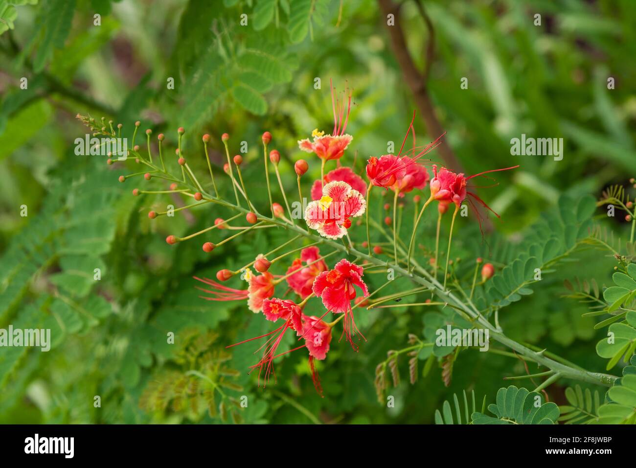 Racemose inflorescence of the bright red flowers of the tropical plant Caesalpinia pulcherrima Stock Photo