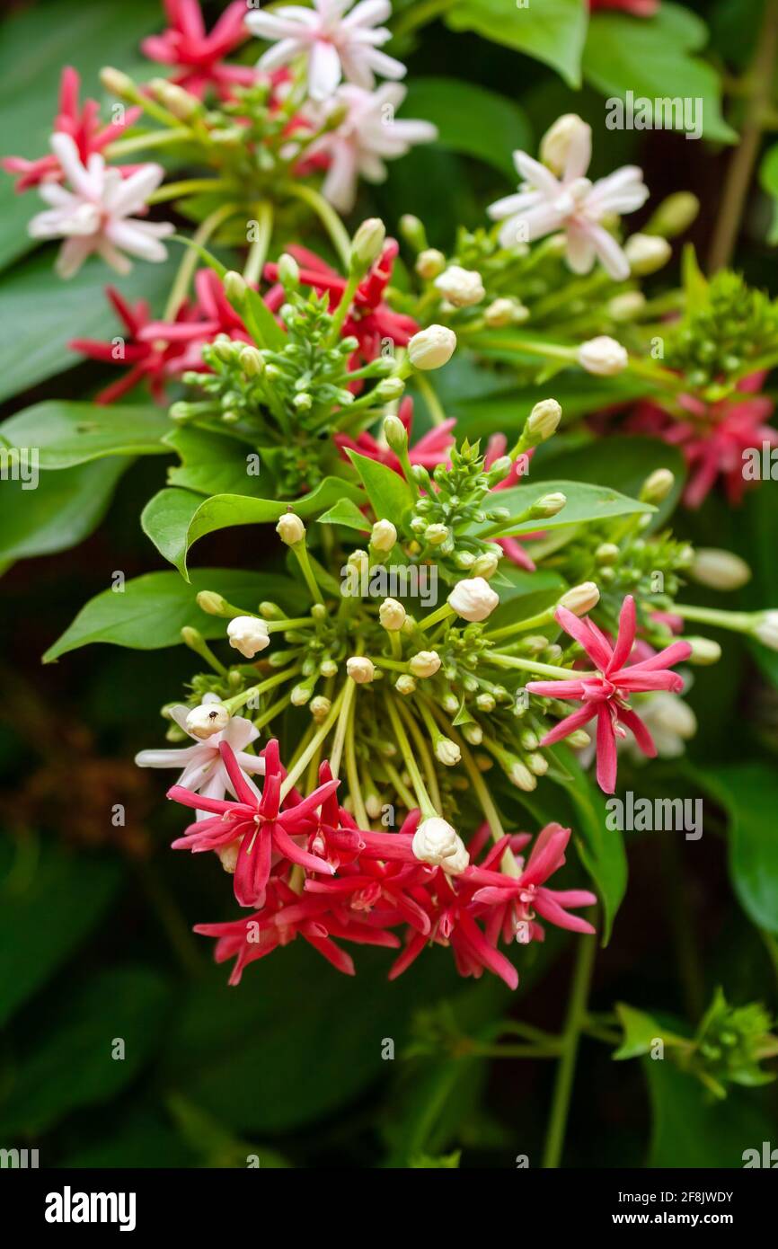 Ornamental tropical plant Combretum indicum or Quisqualis indica (Rangoon creeper) with white and red flowers Stock Photo