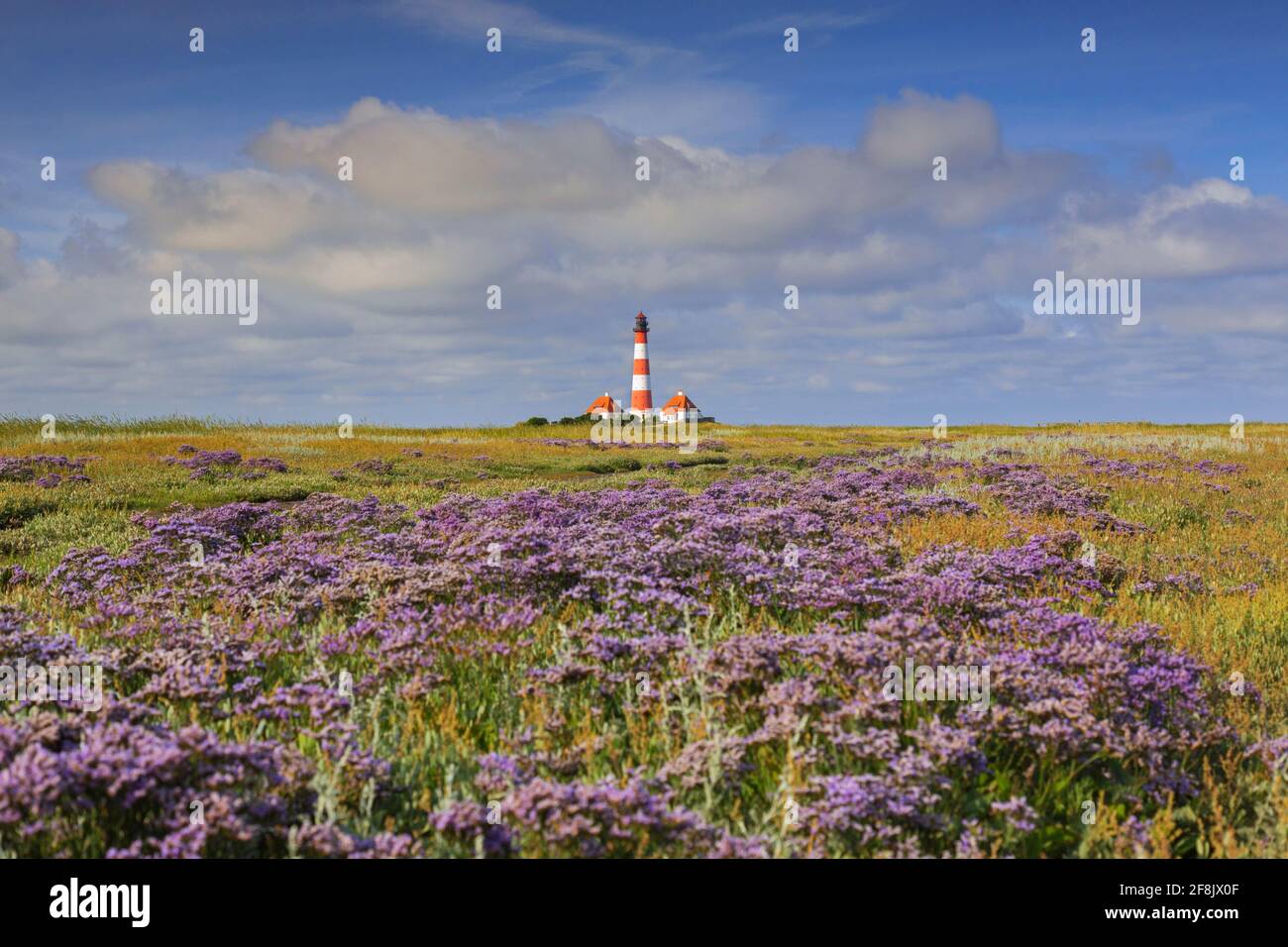 Sea-lavender in flower and lighthouse Westerheversand at Westerhever, Peninsula of Eiderstedt, Wadden Sea National Park, North Frisia, Germany Stock Photo