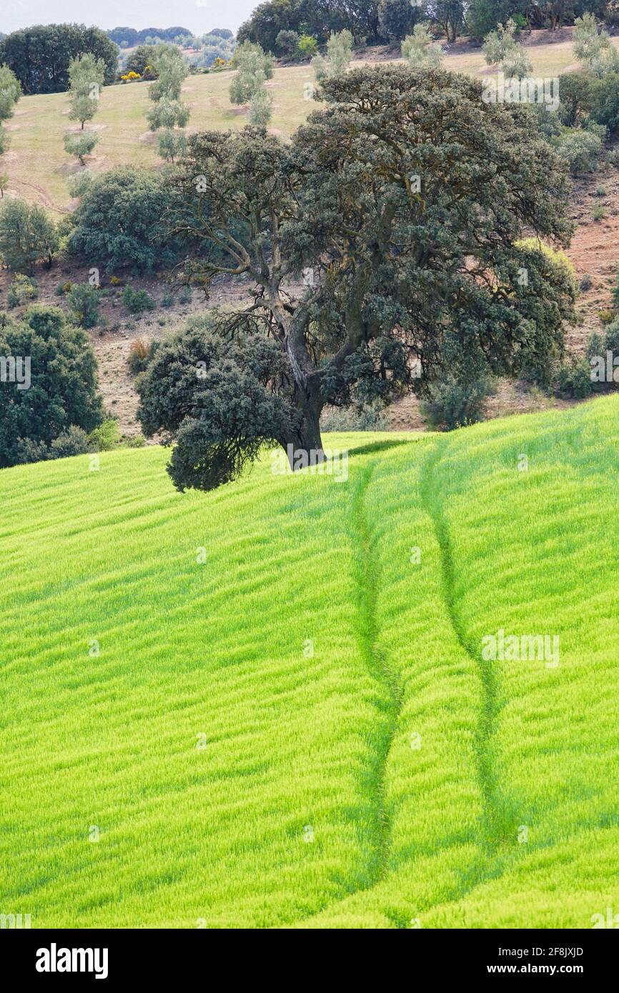 Green wheat field in Andalusia (Spain) with a path leading towards a centenary holm oak Stock Photo