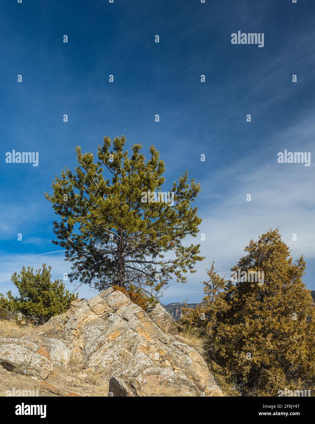 Cluster of Pine trees grow in boulders along mountainside in Wyoming