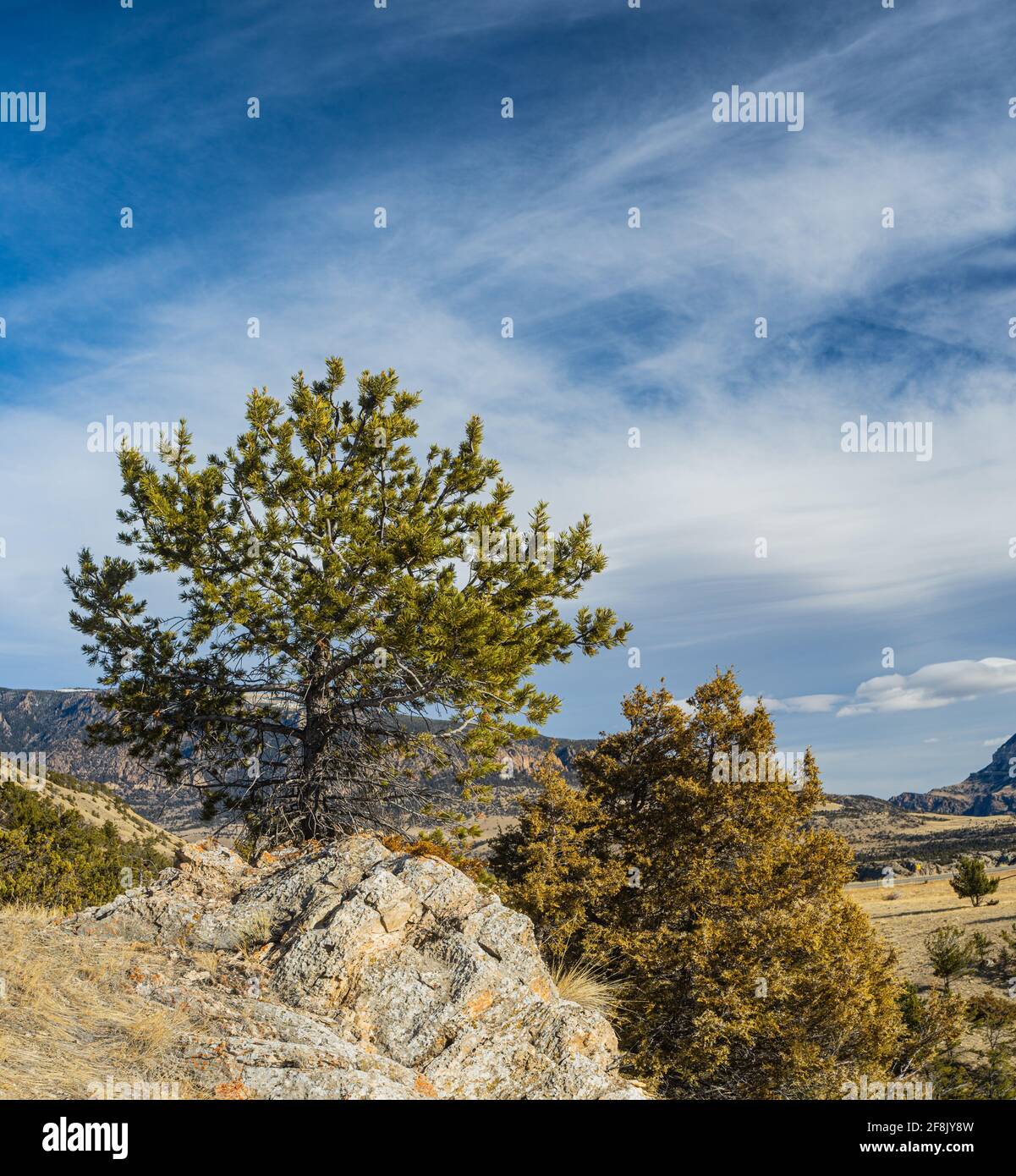 Western Red Pine High Resolution Stock Photography and Images - Alamy