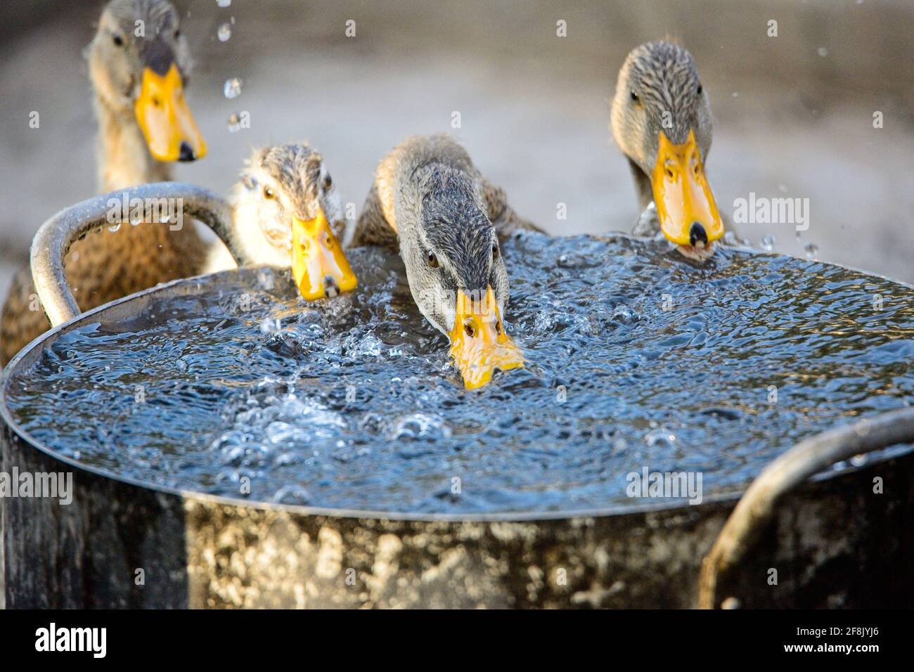 Closeup of ducks feeding at water can in Muang La Laos Stock Photo