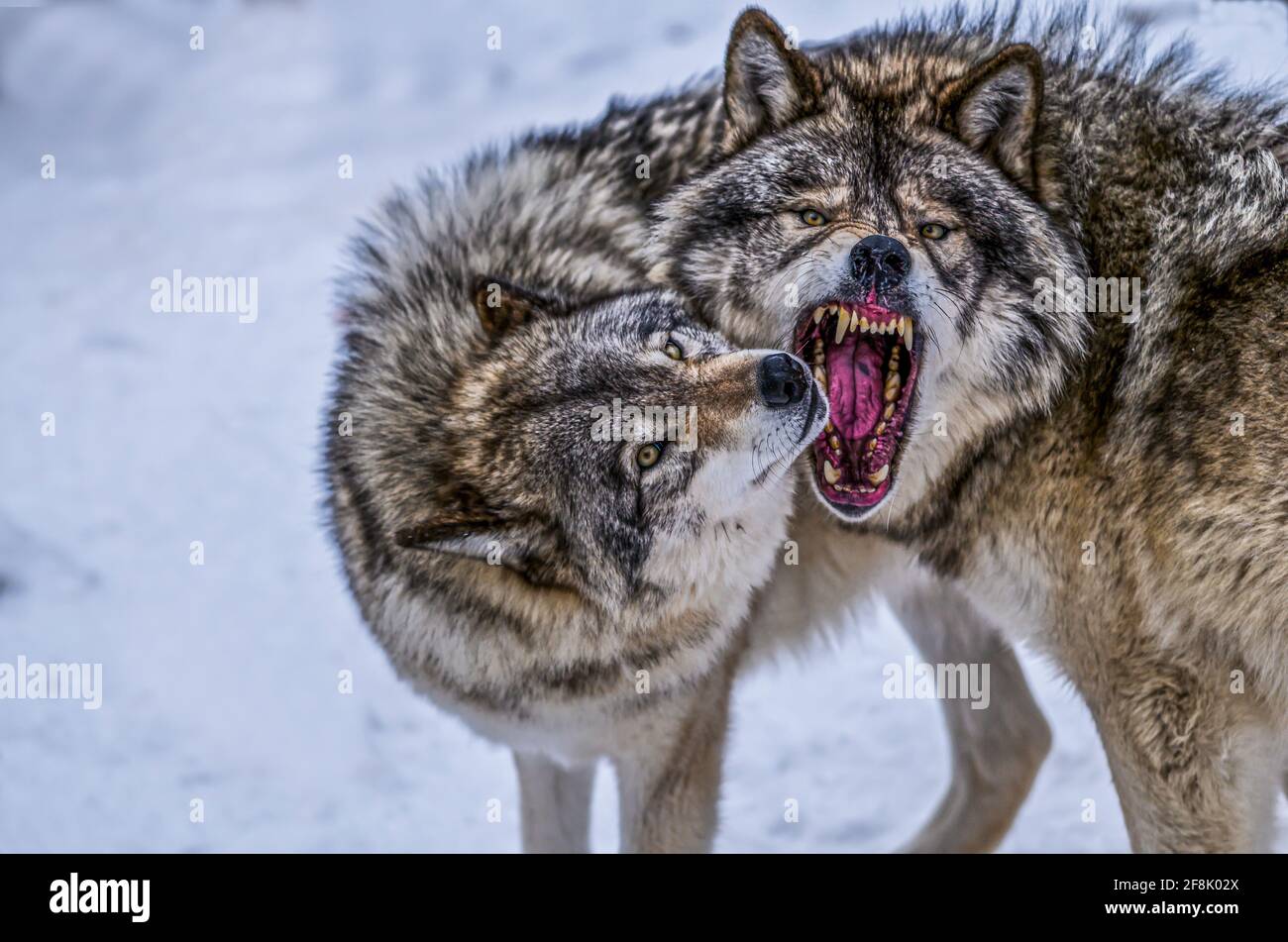 Dramatic interaction with Wolves when establishing social structure in the pack Stock Photo
