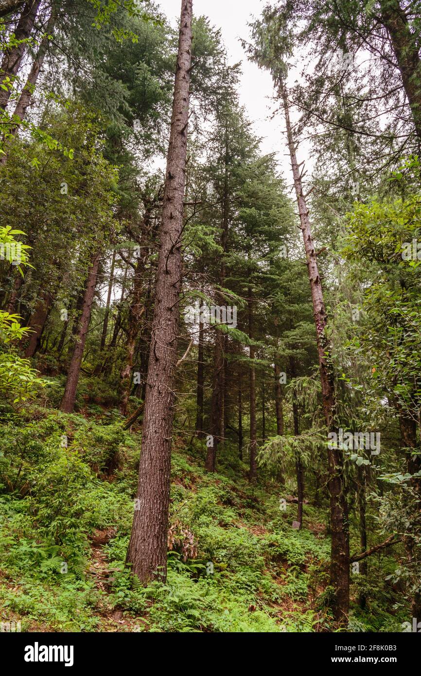 Evergreen tropical rainforest where trees covered with moss in lesser