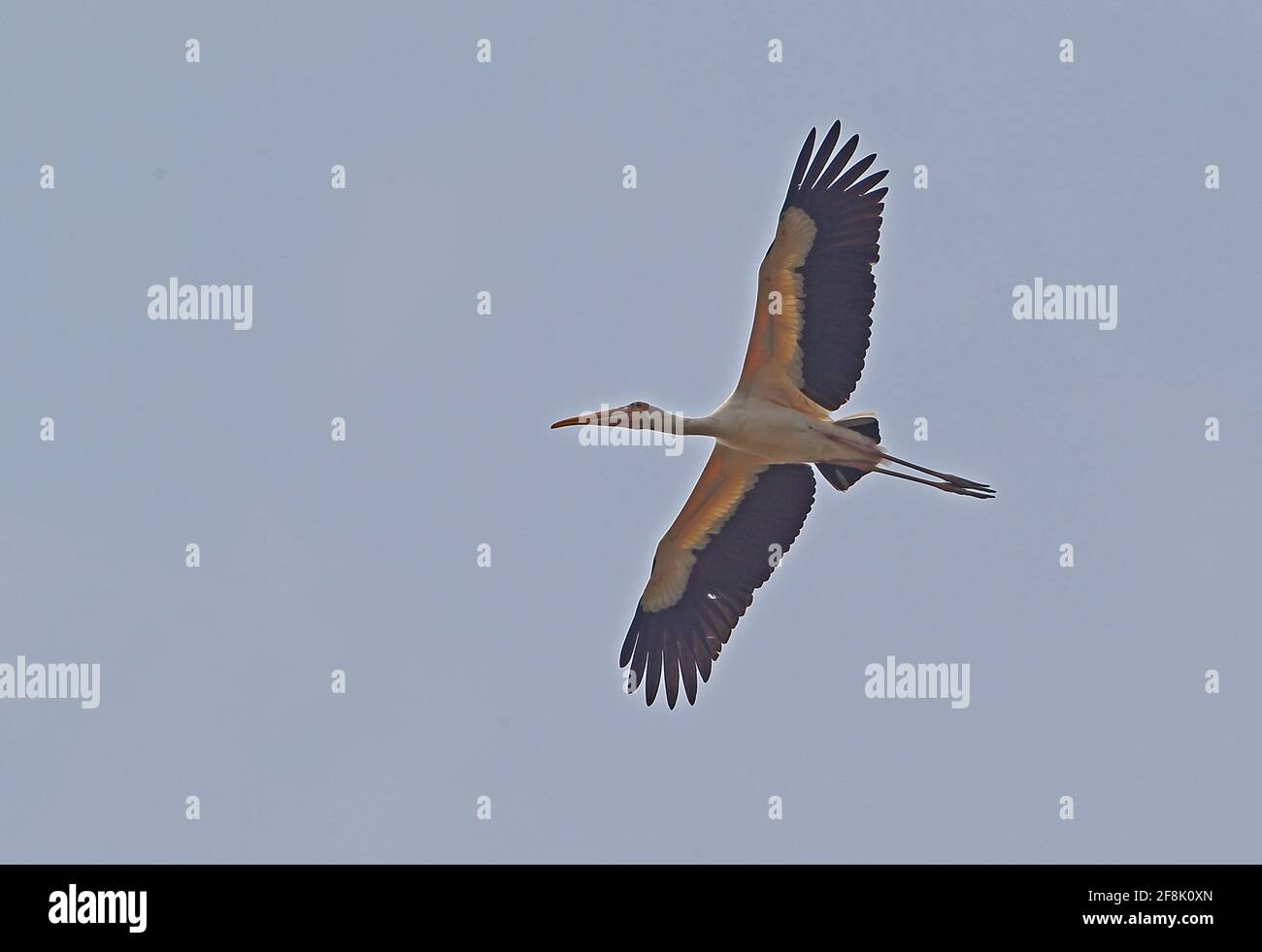 Milky Stork (Mycteria cinerea) adult in flight Ang Trapaeng Thmor, Cambodia          January Stock Photo