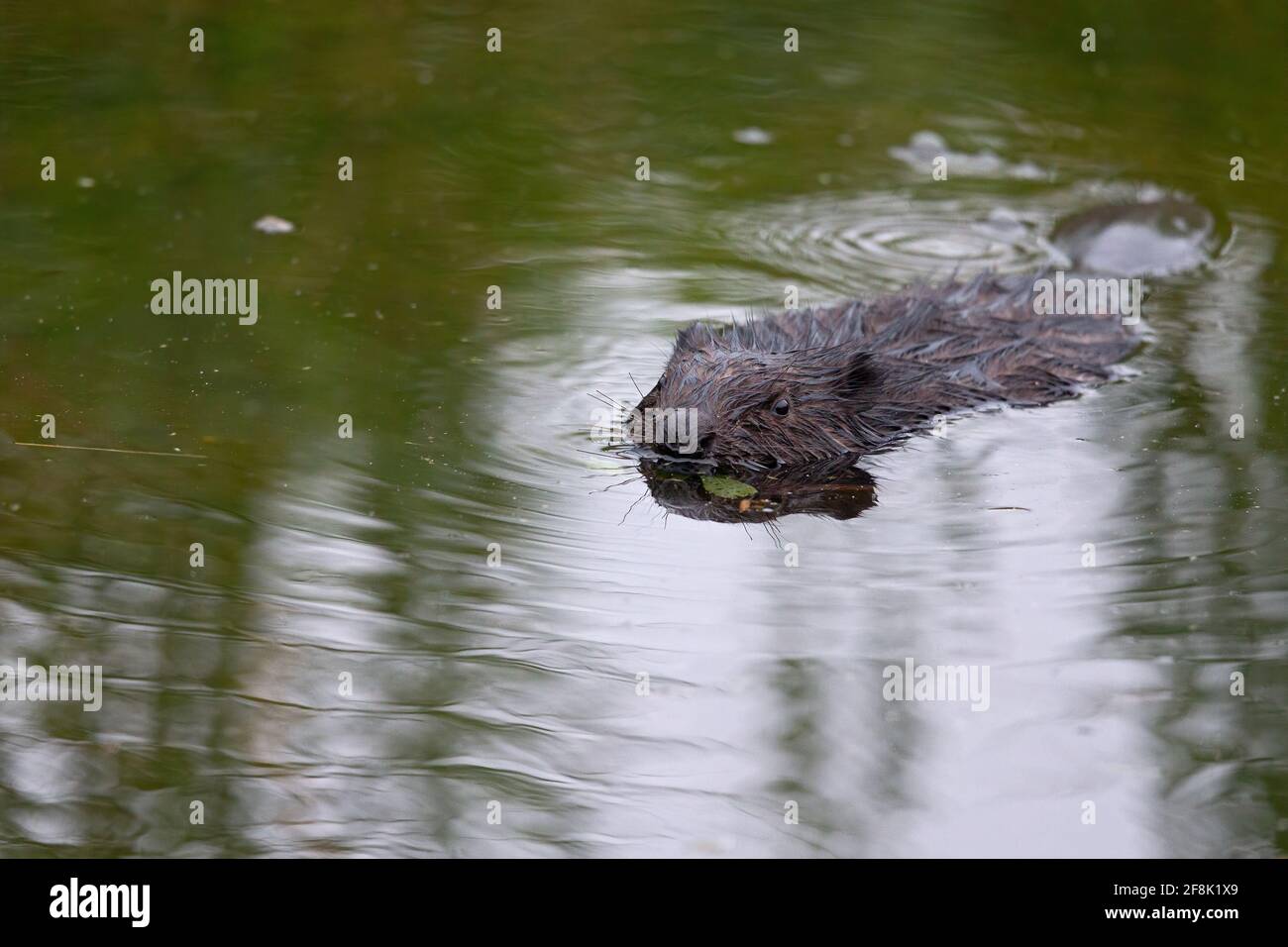 An Eurasian beaver (Castor fiber) swimming in a pond Stock Photo