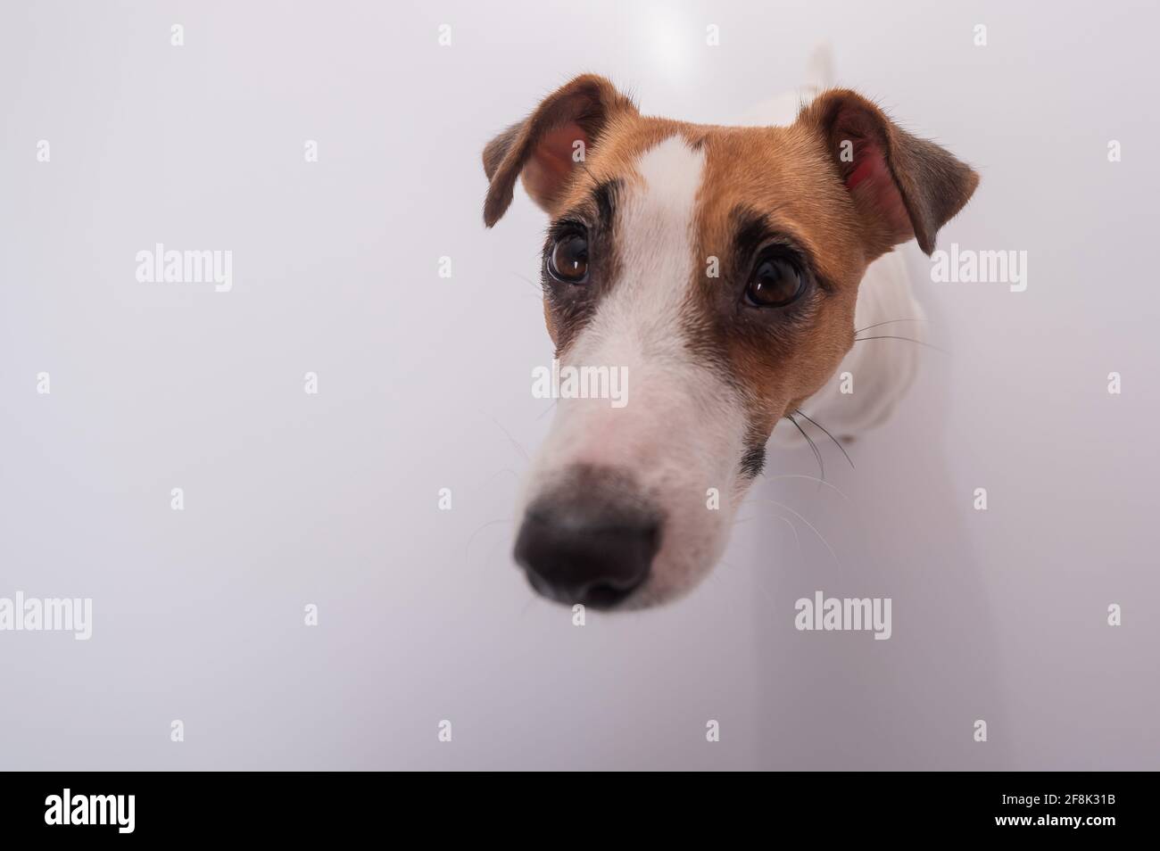 Portrait of funny dog Jack Russell Terrier on a white background. Fish eye Stock Photo Alamy