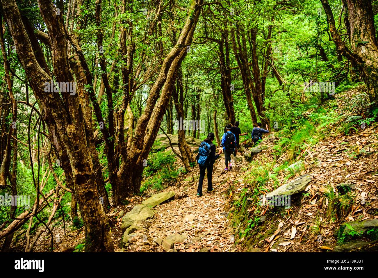 Trekkers with backpack traversing through tropical evergreen forest ...