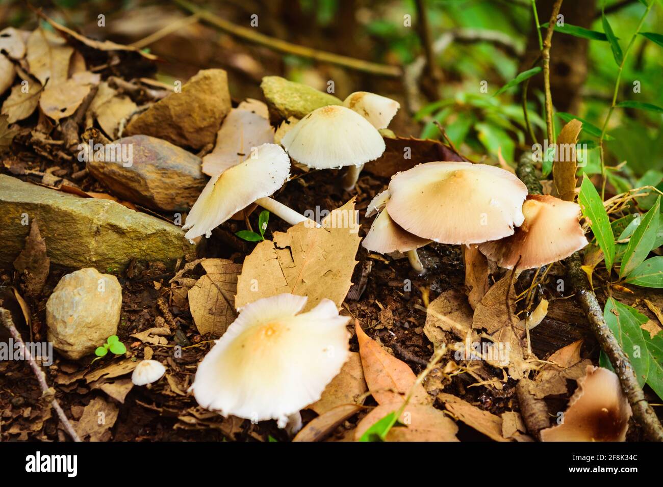Marasmius oreades, Scotch bonnet,also known as fairy ring mushroom or fairy ring champignon.  A mushroom is fleshy, spore-bearing fruiting body of a f Stock Photo
