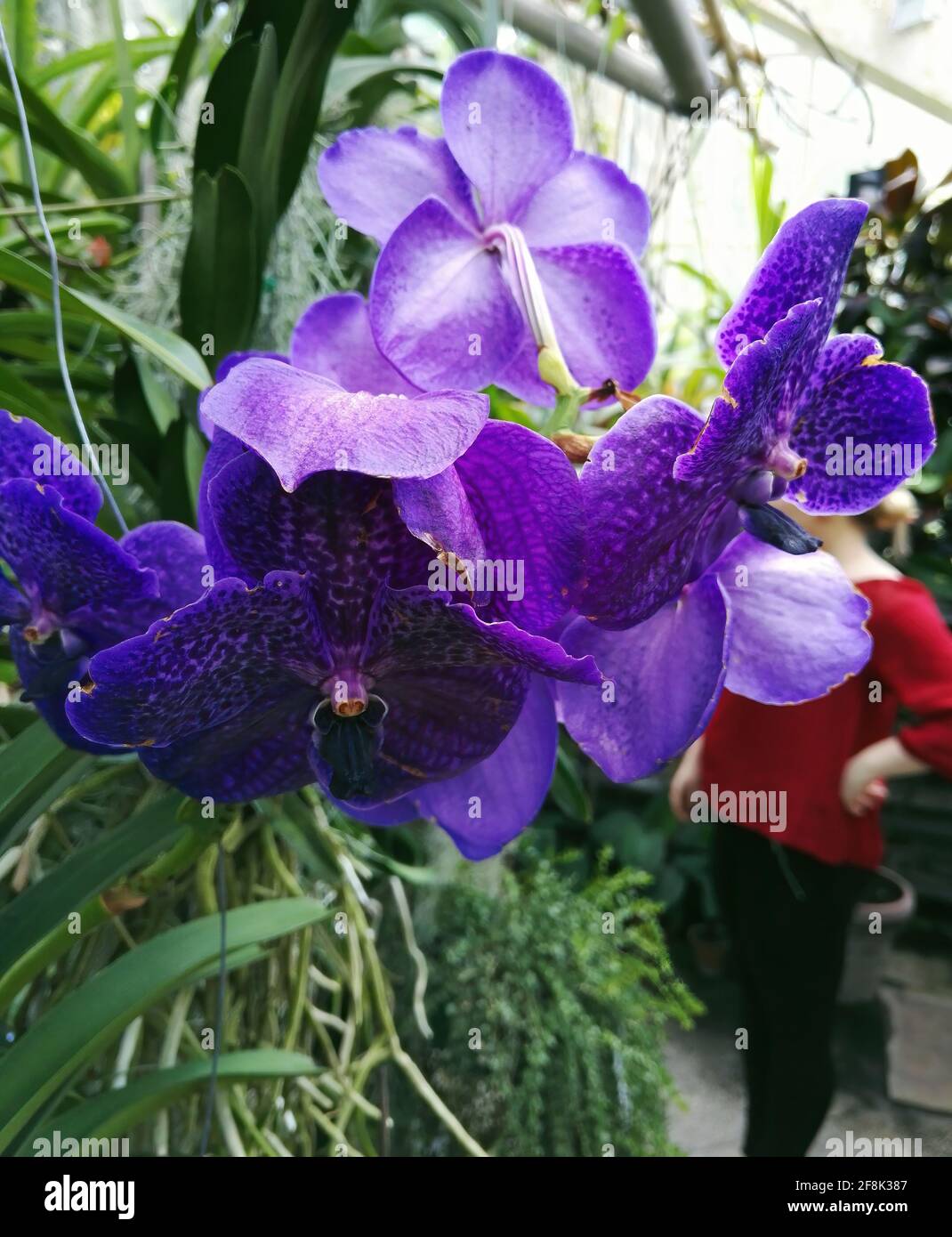 Close up shot of bunch of flowers known as Vanda coerulea, commonly known as blue orchid, blue vanda or autumn lady's tresses, is a species of orchid Stock Photo