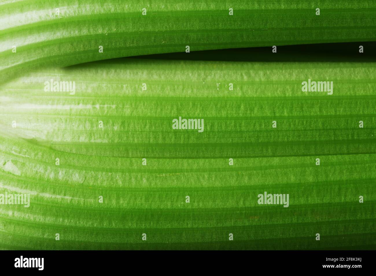 Green stalks of celery closeup in full screen. Macro, background Stock