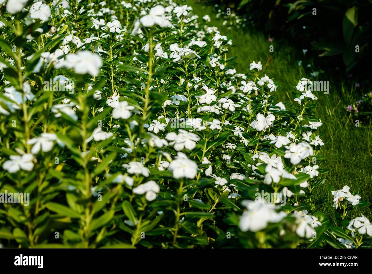 Catharanthus roseus is a plant in the dogbane family Apocynaceae. It is