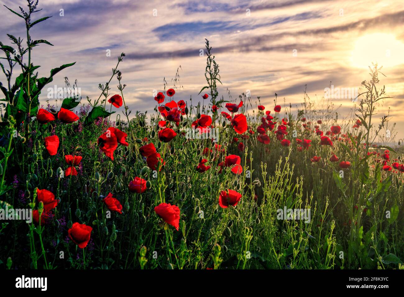 Beautiful field of red poppies in the sunset light Stock Photo - Alamy