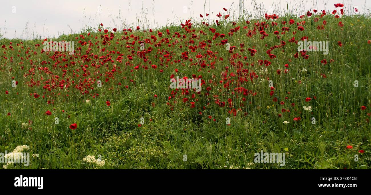 Beautiful field of red poppies in the sunset light Stock Photo - Alamy