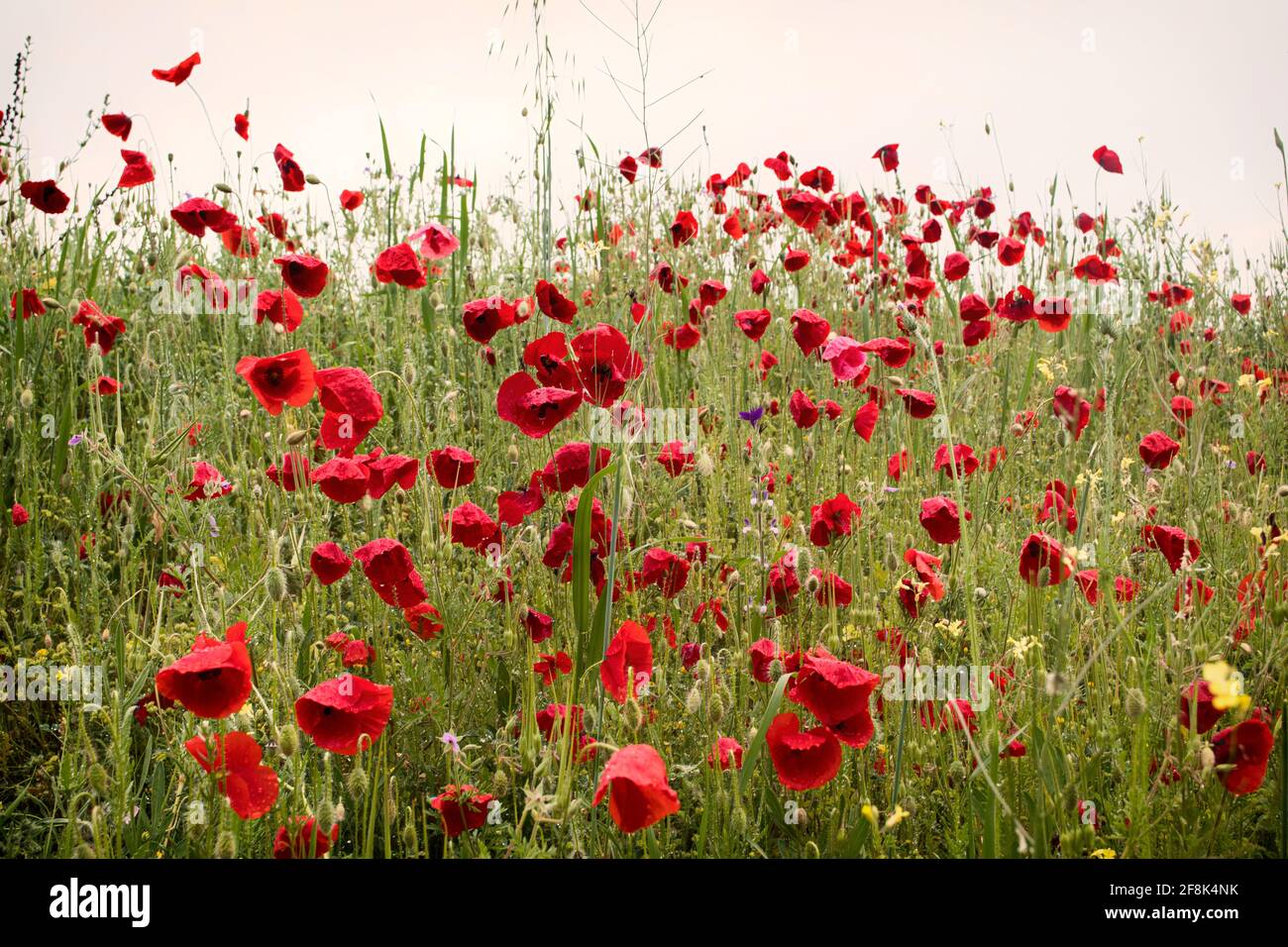 Beautiful field of red poppies in the sunset light Stock Photo - Alamy