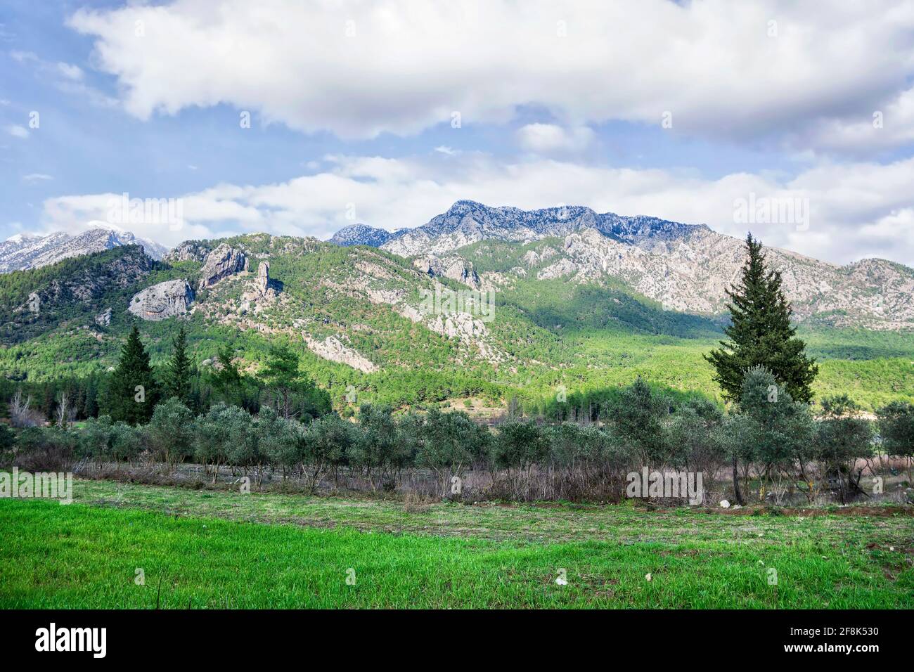 Green olive grove with mountains in the background Stock Photo