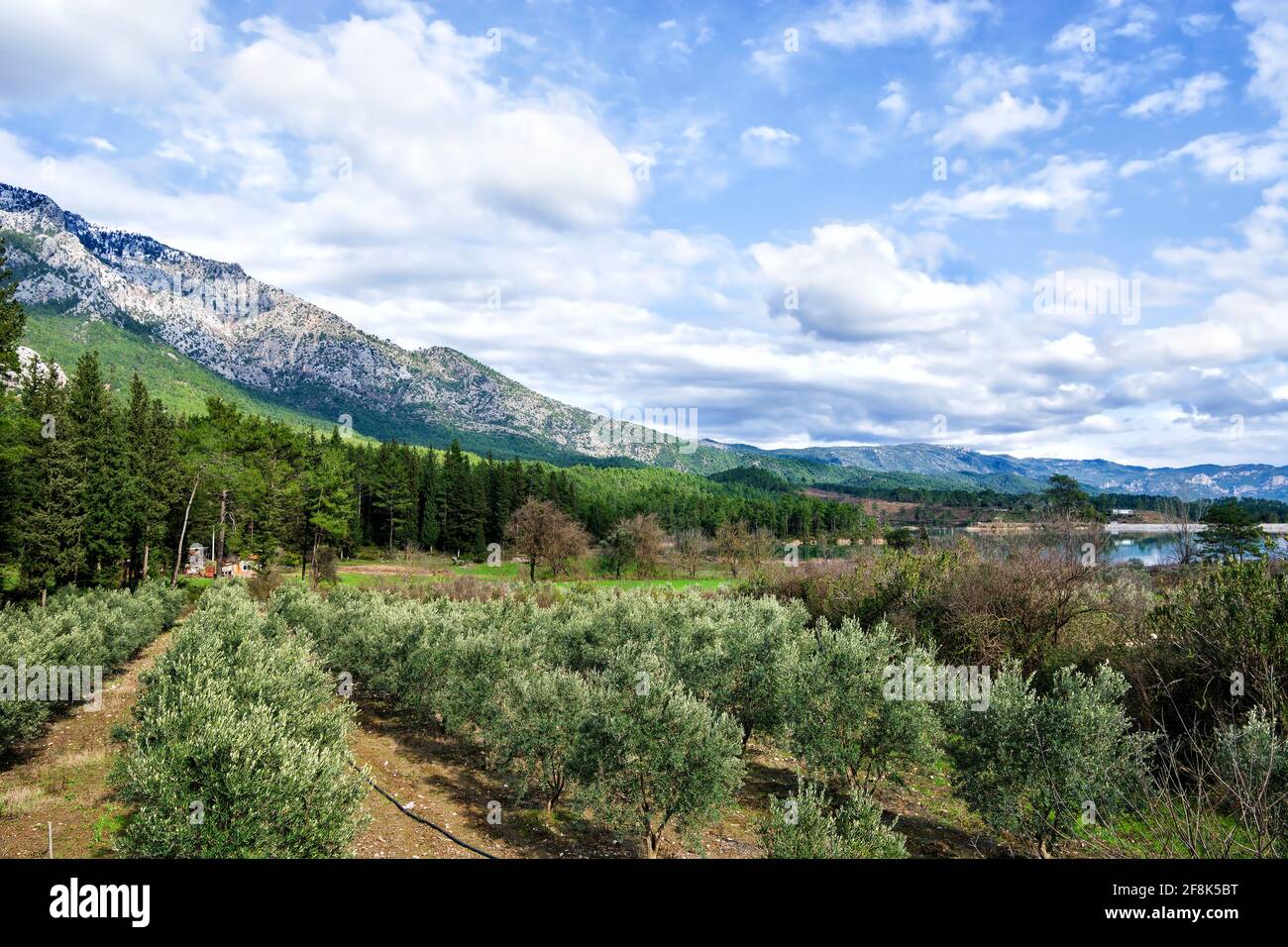 Olive grove with the Taurus mountains in the background in Turkey Stock Photo