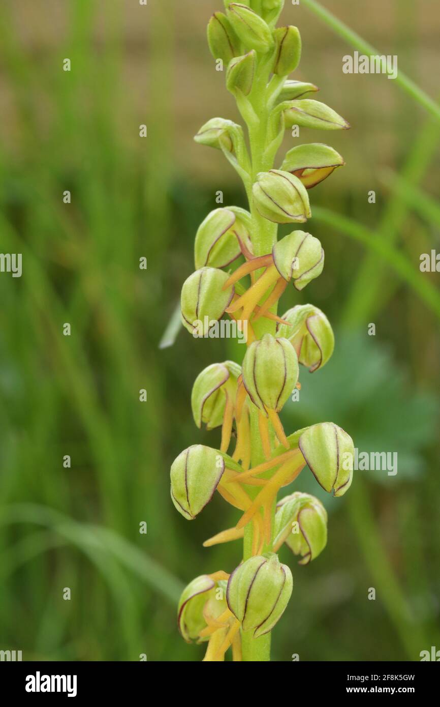 Man Orchid,Orchis anthropophora.Close up photo of these rare endangered