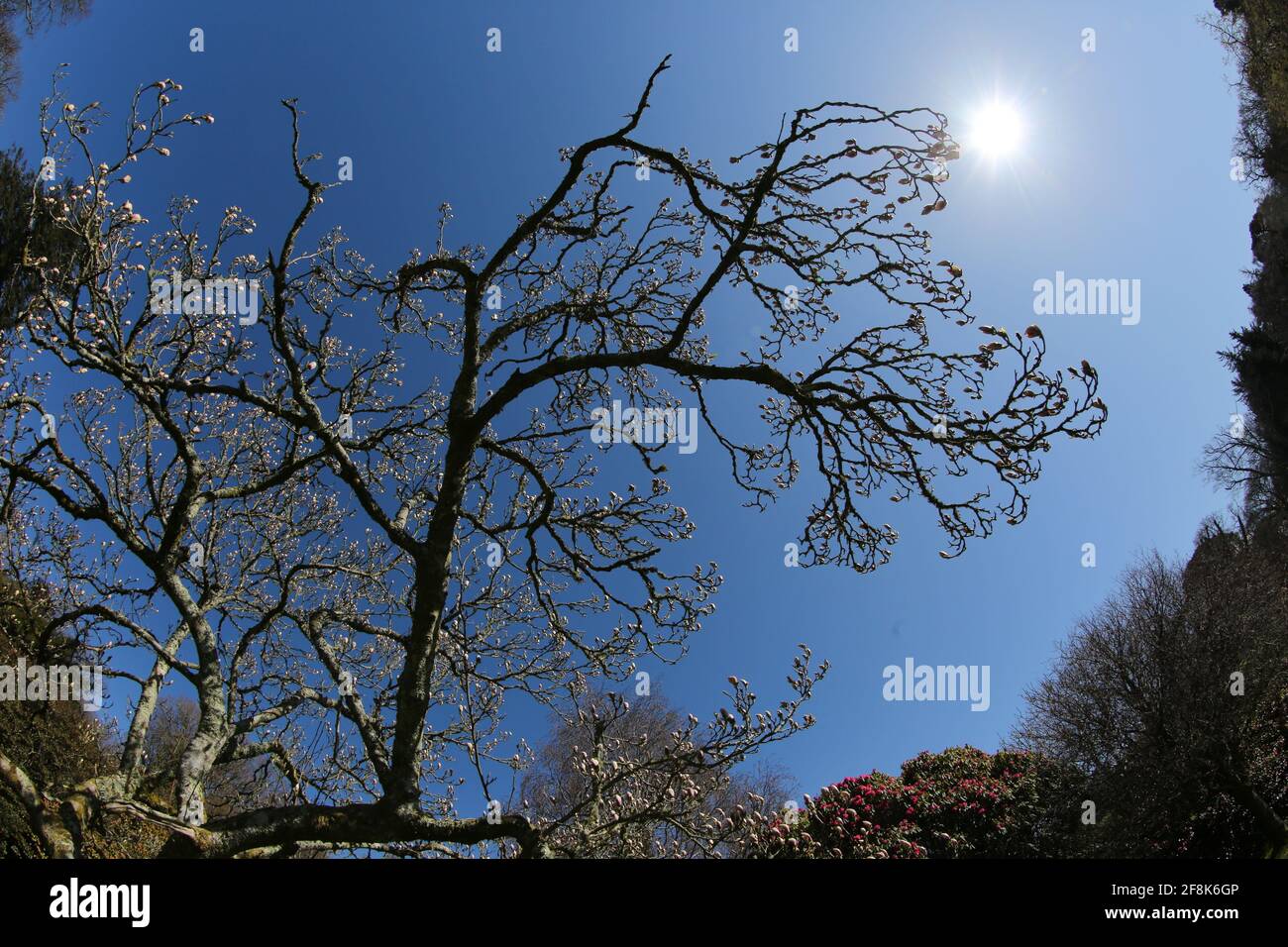 Leafless tree branch silhouetted against the sun with blue sky Stock ...