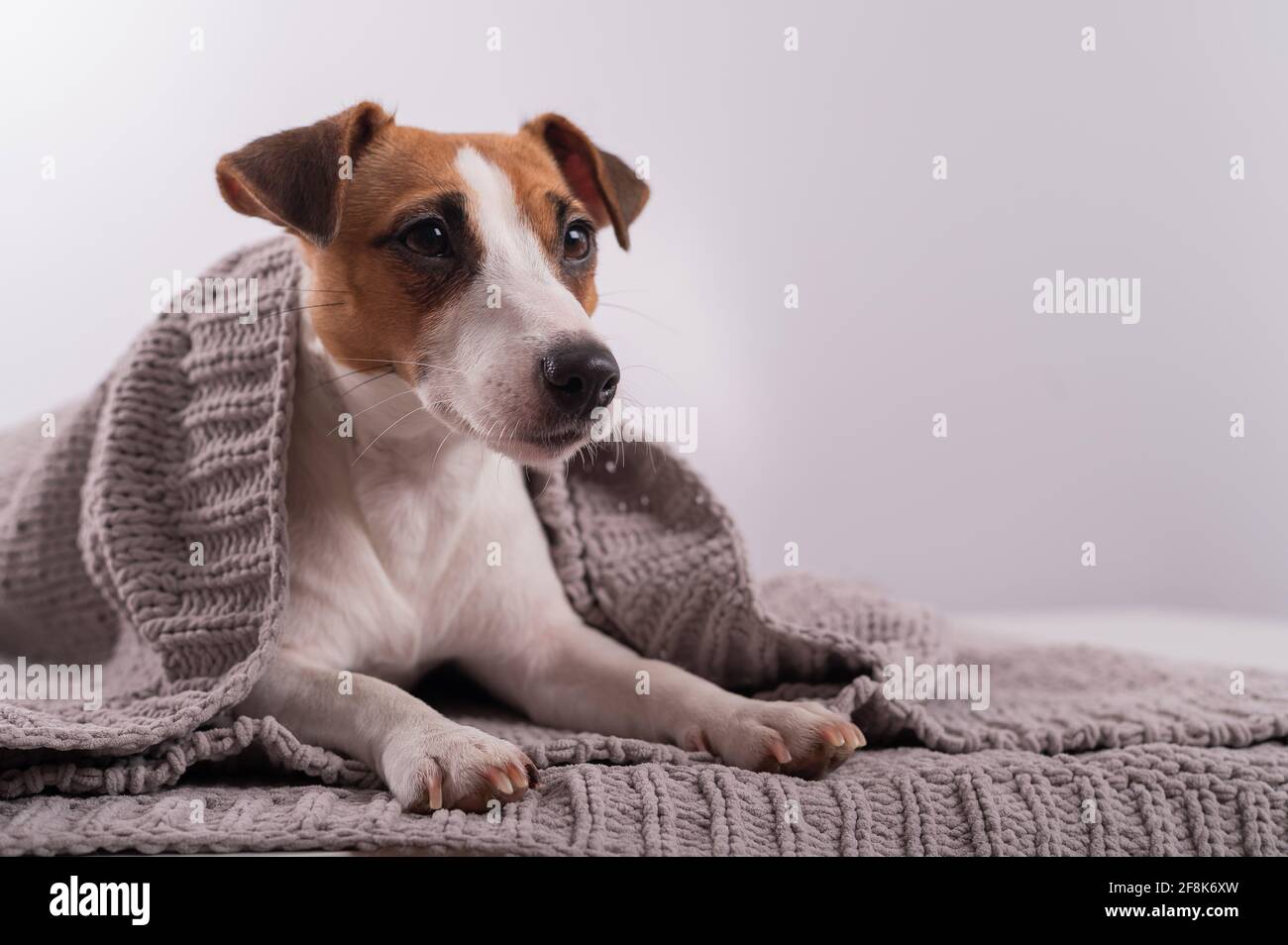 dog muzzle jack russell terrier