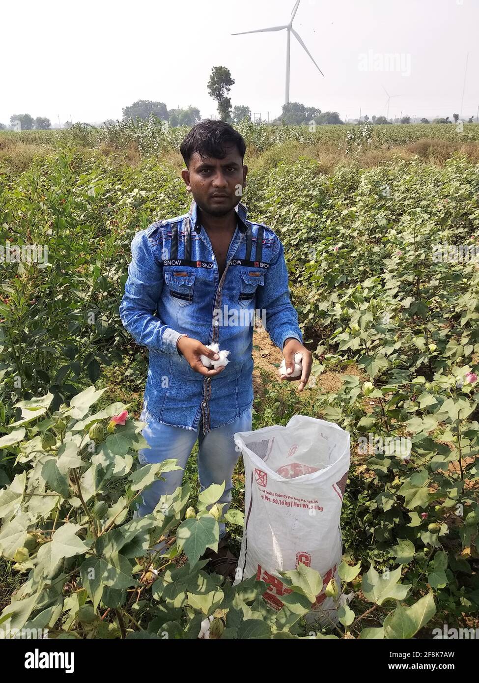RAJKOT, INDIA - Nov 18, 2019: 18- november- 2019,gadhala, gujrat, india:- An Indian young man plucks cotton from a cotton plant planted in a field Stock Photo