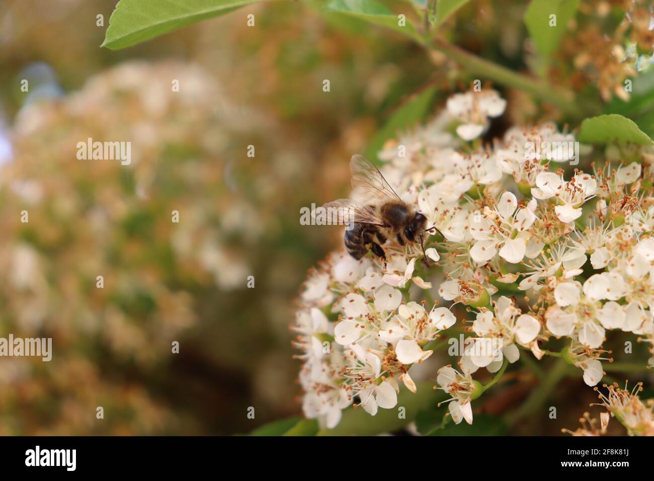 Biene bestäubt Flieder an einem sonnigen Ta Stock Photo