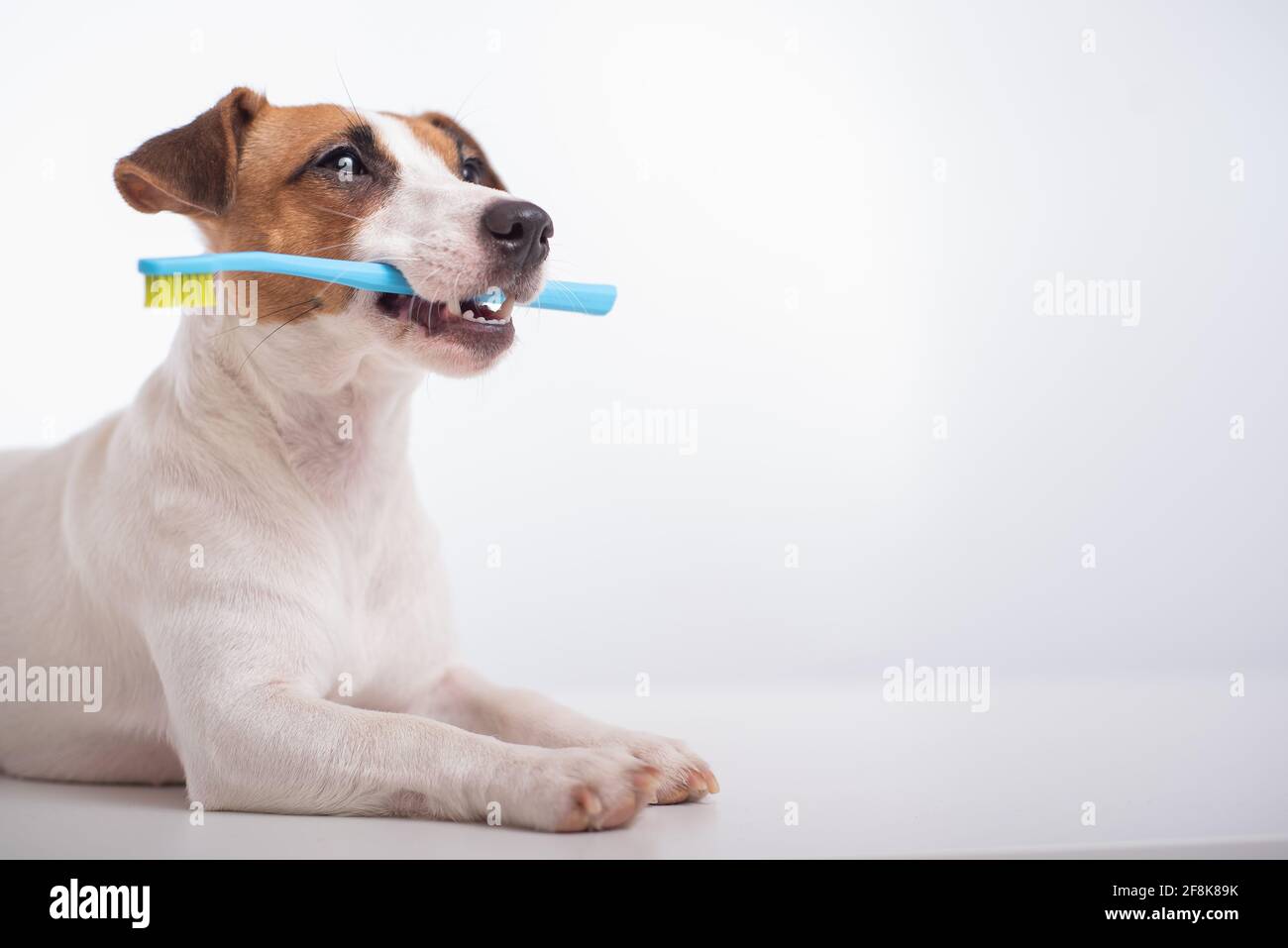 dog toothbrush petstock