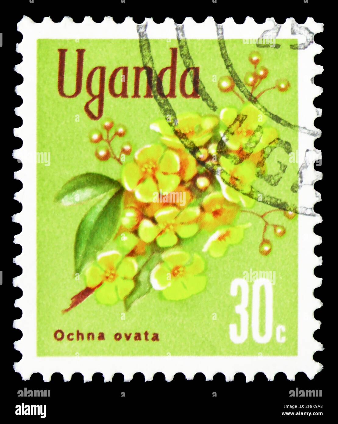 MOSCOW, RUSSIA - OCTOBER 7, 2019: Postage stamp printed in Uganda shows Ochna (Ochna ovata), Native Flora serie, 30 Ugandan cent, circa 1969 Stock Photo