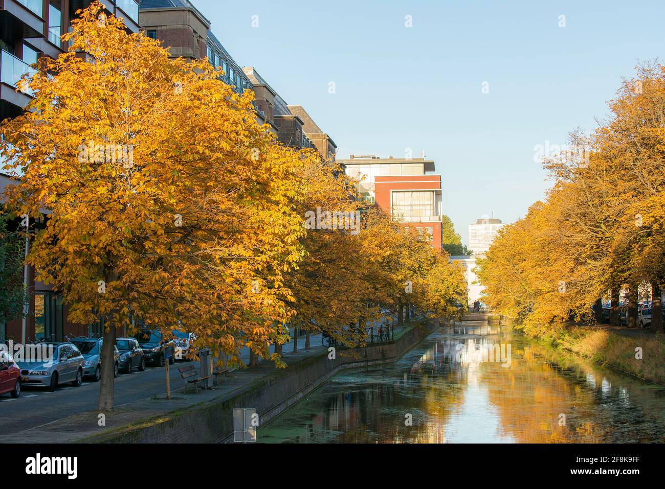 View on a town canal with horse chestnut (Aesculus hippocastanum) trees on the quayside in The Hague, The Netherlands Stock Photo