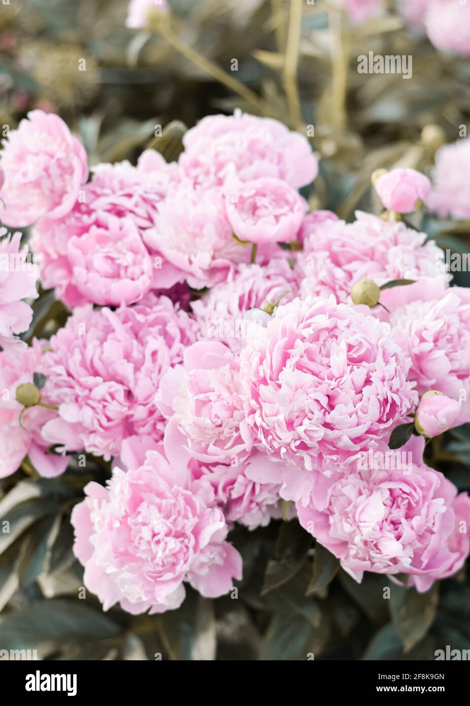 Common Garden Peony (Chinese Peony) (Paeonia lactiflora), 'Monsieur Jules Elie' shrub blooming in early summer with pink flowers Stock Photo
