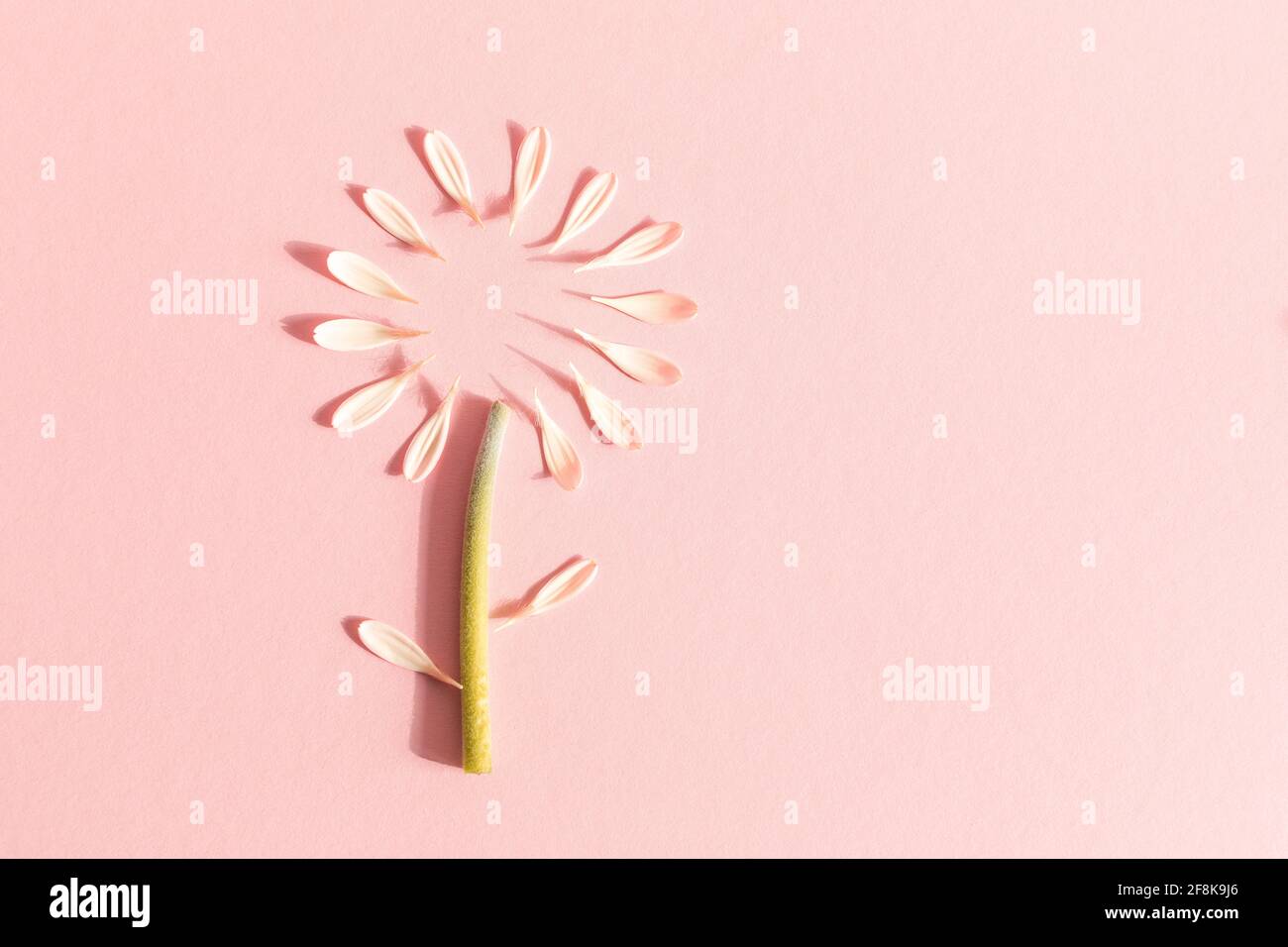 Abstract floral composition with gerbera flower and petals on pastel pink background. Minimal spring bloom concept. Greeting card design. Flat lay. Co Stock Photo - Alamy Abstract floral composition with gerbera flower and petals on pastel pink background. Minimal spring bloom concept. Greeting card design. Flat lay. Co Stock Photo - Alamy