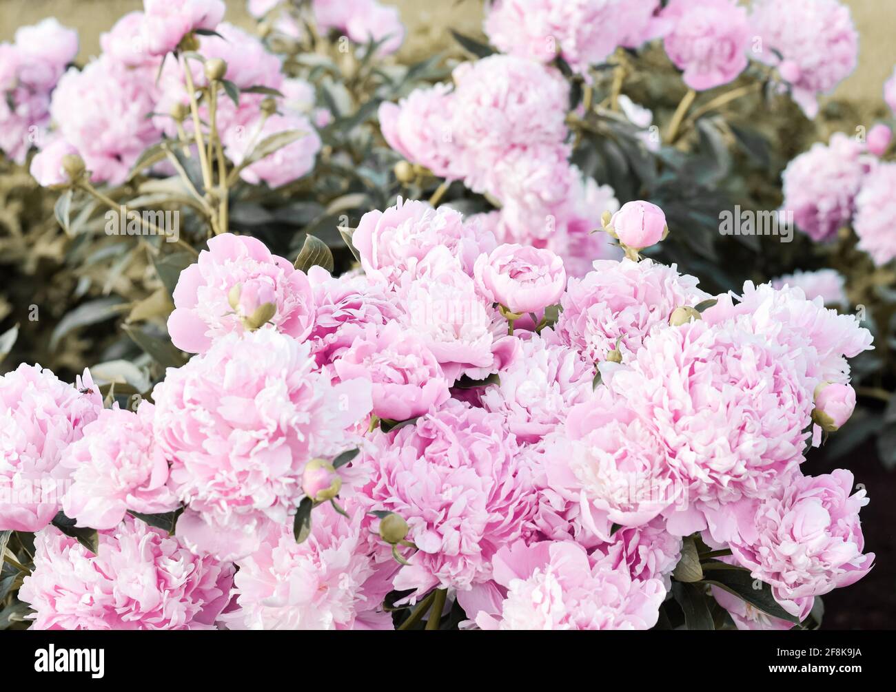 Common Garden Peony (Chinese Peony) (Paeonia lactiflora), 'Monsieur Jules Elie' shrub blooming in early summer with pink flowers Stock Photo