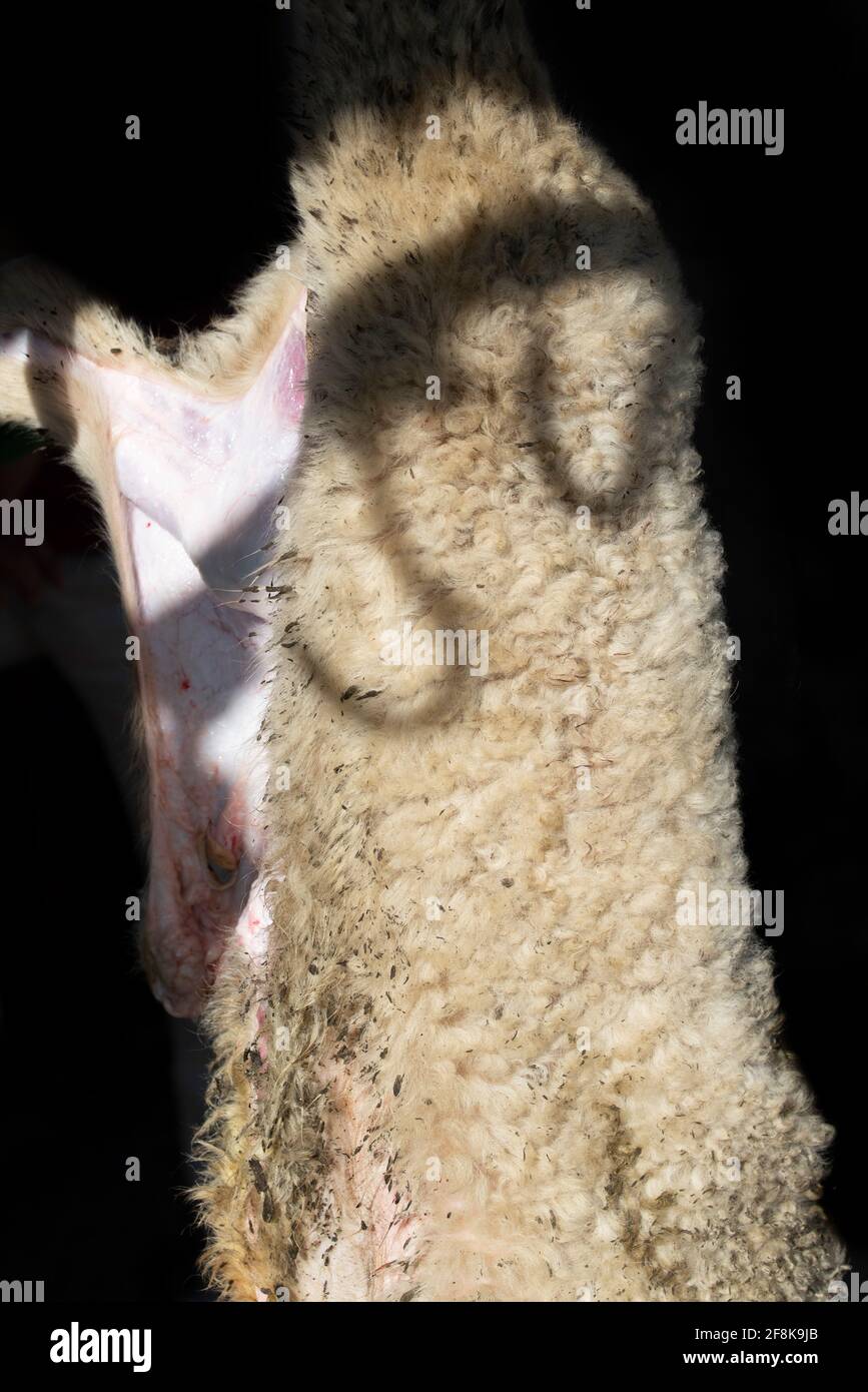 Detail of a lamb slaughtered in the traditional way, from which the skin is stripped. Hooks cast shadows on the fur Stock Photo