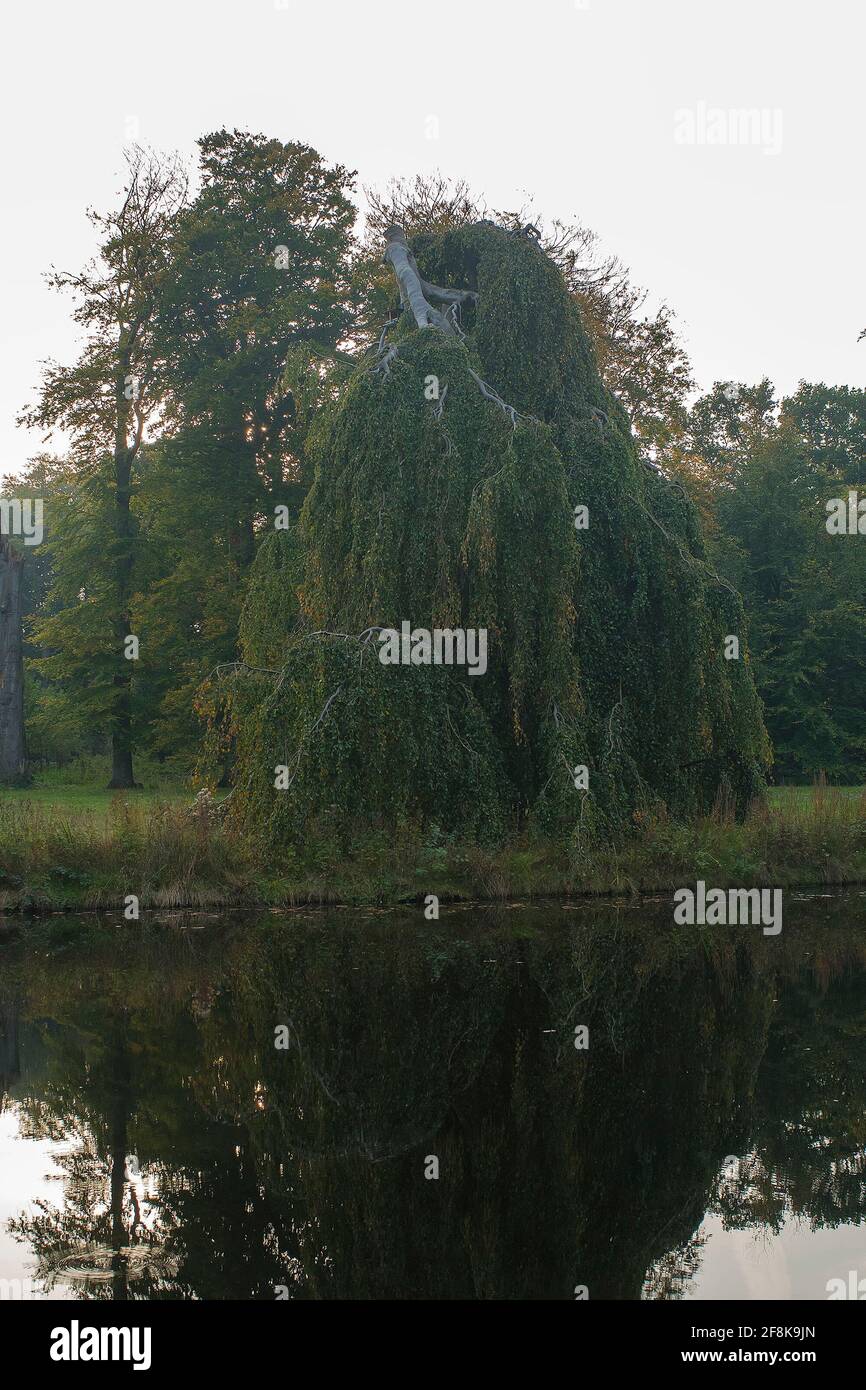 Weeping Beech (Fagus sylvatica 'Pendula) at the edge of a pool in a forest Stock Photo