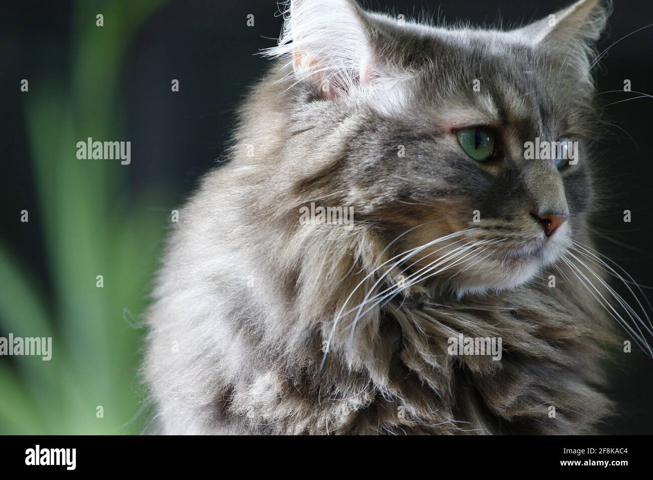 Grey Medium hair cat with Aloe in the Background Stock Photo Alamy