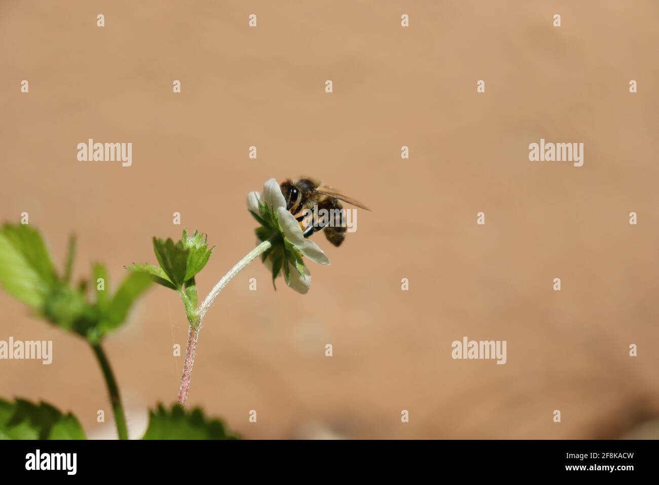 Biene bestäubt Wald Erdbeere im Sommer Stock Photo