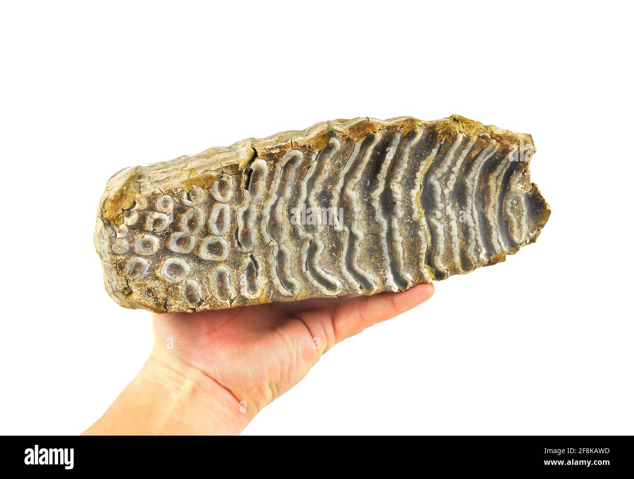 Hand holding Mammoth tooth, isolated on a white background. Stock Photo