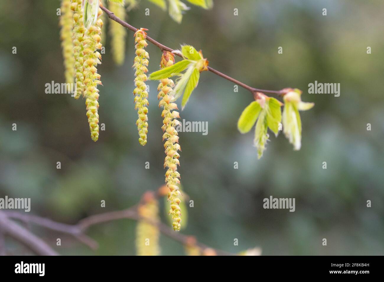 Hornbeam (Carpinus betulus) catkins flowering Stock Photo