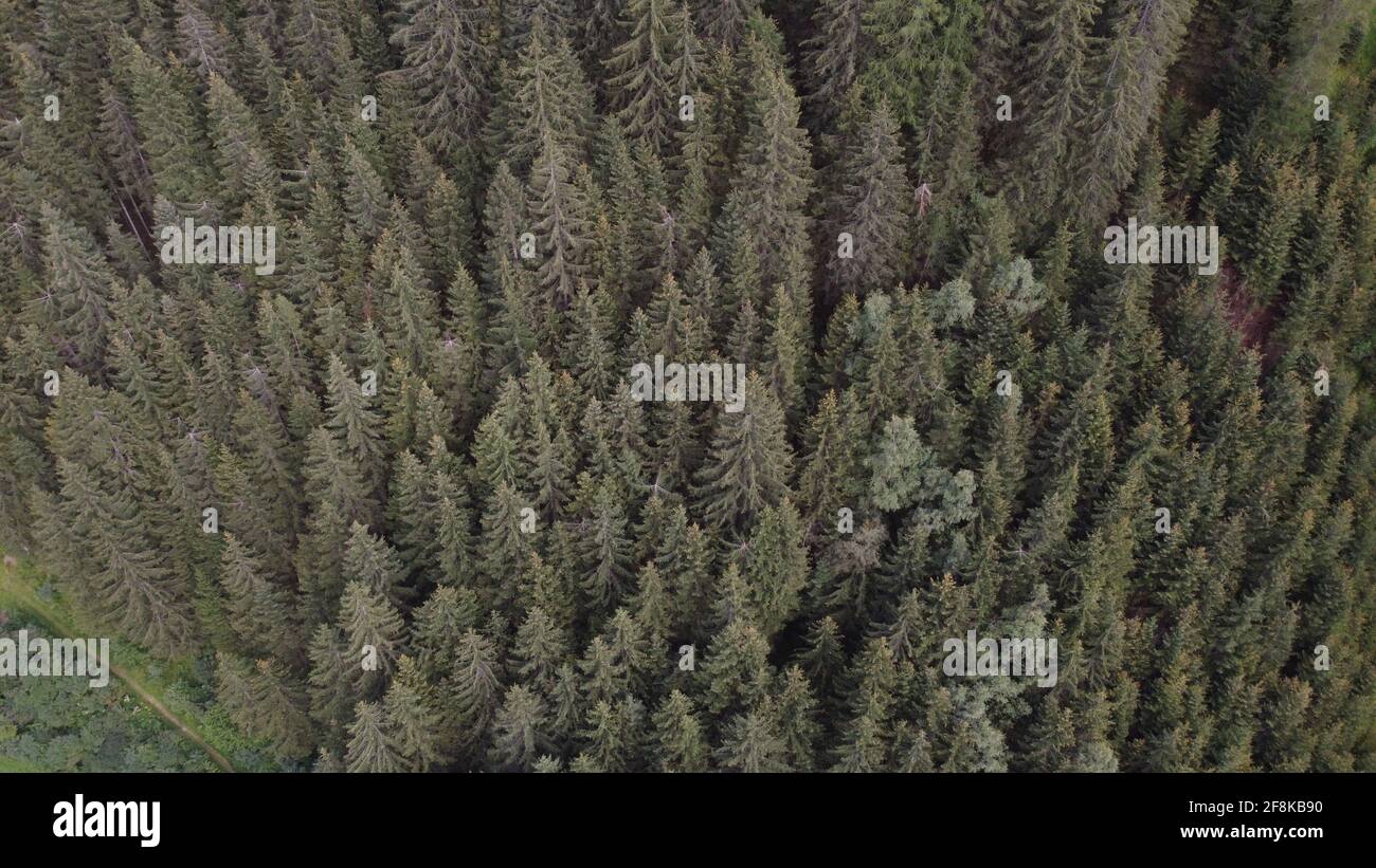 Aerial view of green forest with river Stock Photo - Alamy