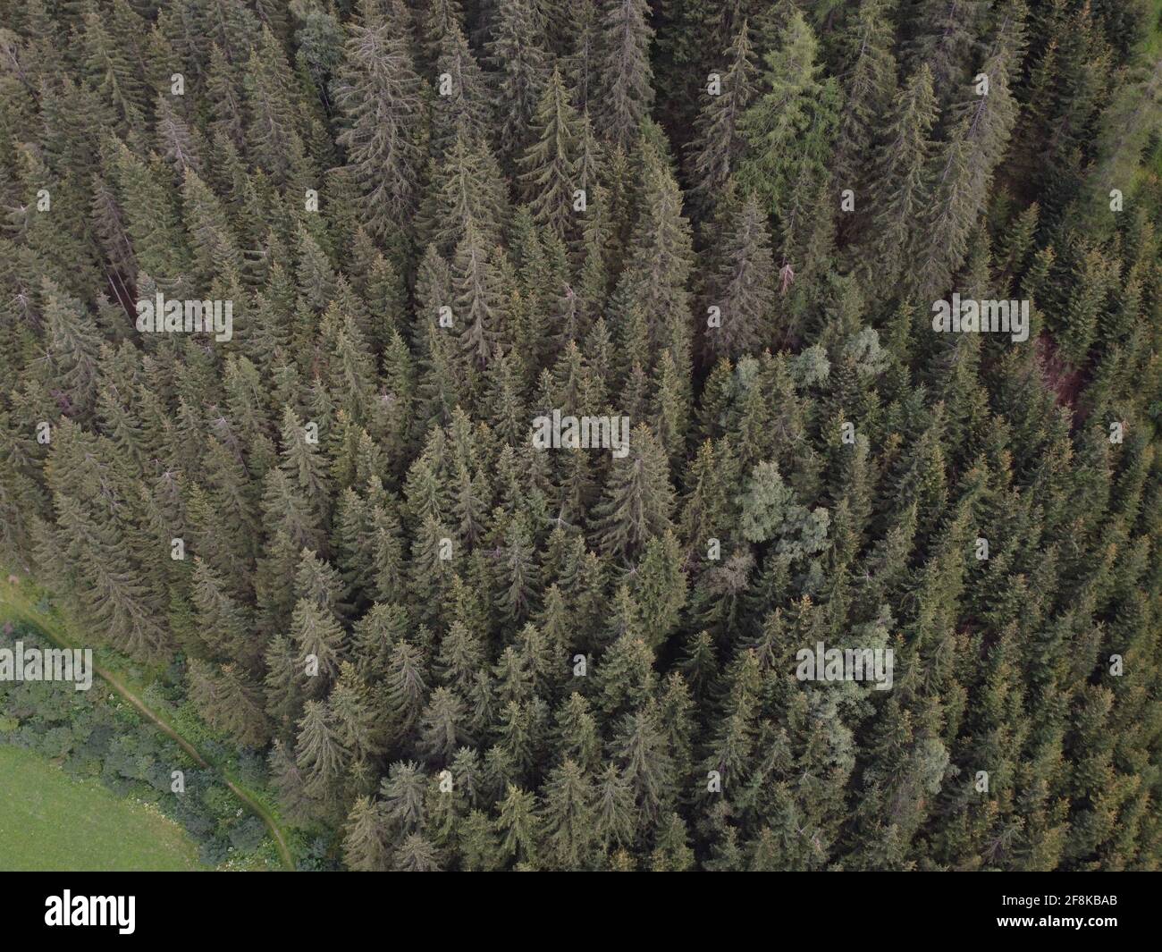 Aerial view of green forest Stock Photo - Alamy