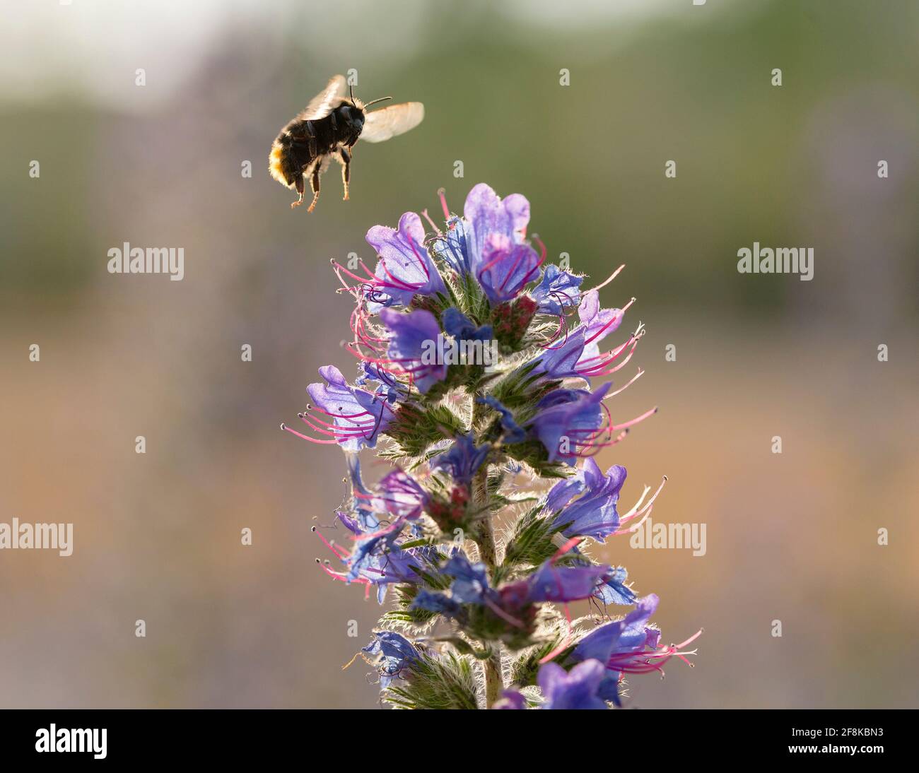 Common Carder Bee (Bombus pascuorum) in flight over Viper's Bugloss (Echium vulgare) Stock Photo