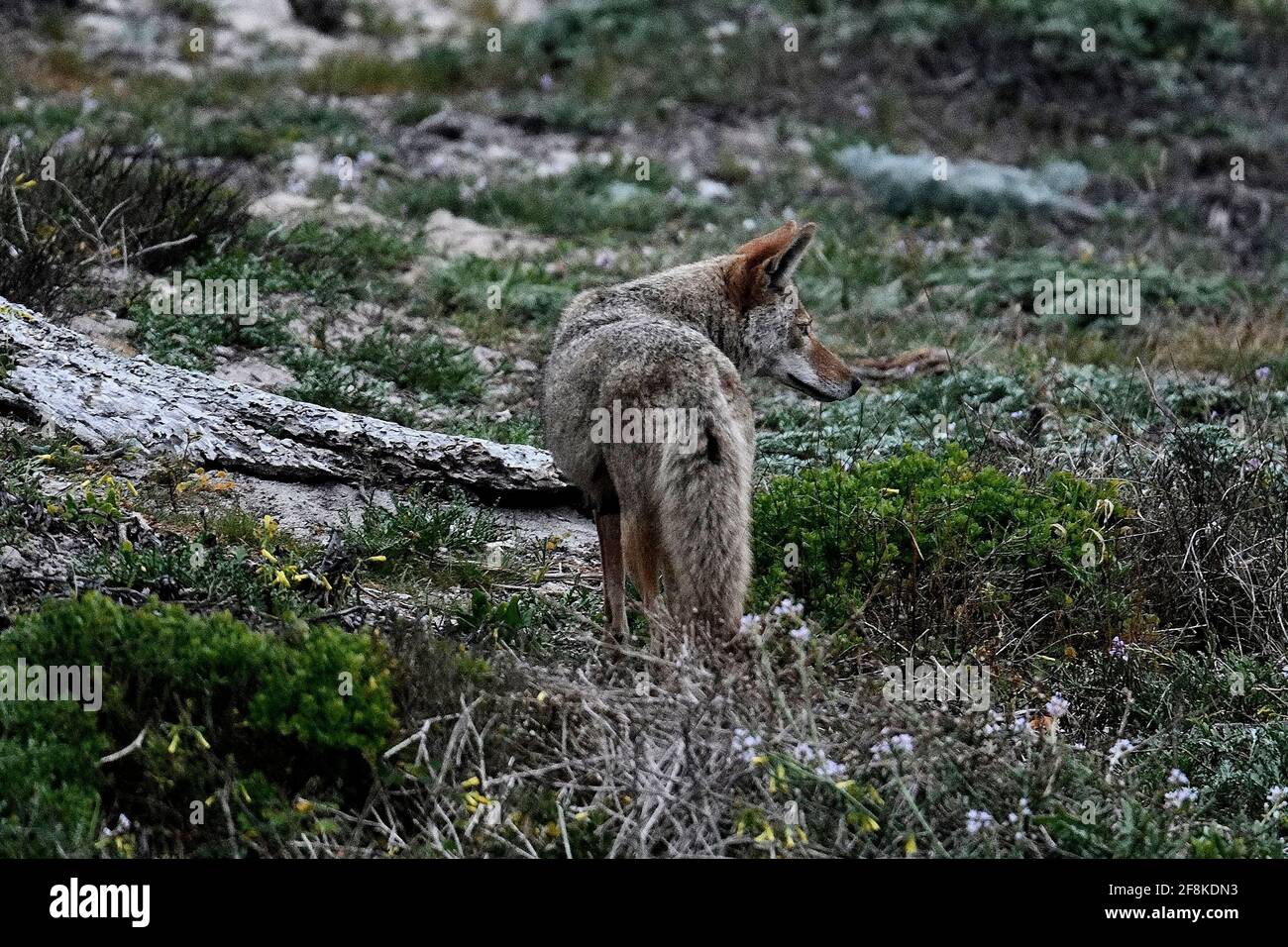 Pacific Grove, California, USA. 14th Apr, 2021. Coyotes female also ...