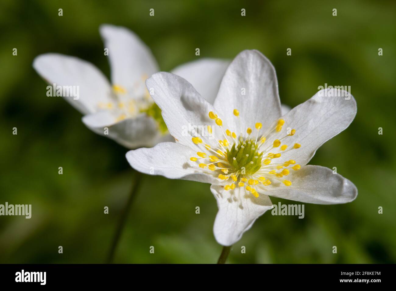 Two beautiful white flowers of Wood anemone Stock Photo