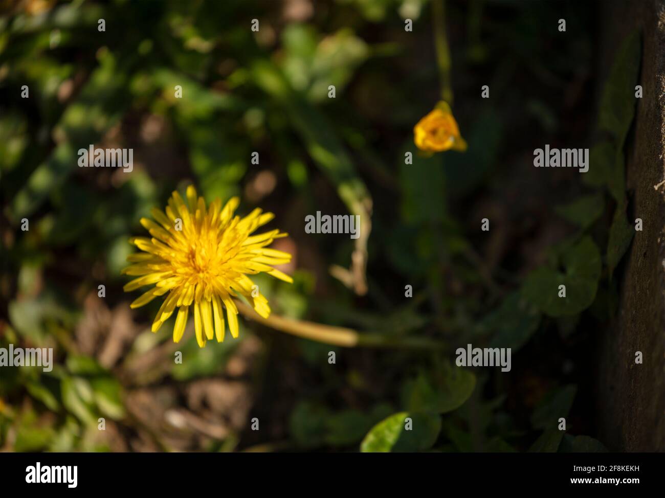 Single dandelion bloom Dandelion, Taraxacum, reaching up to the ...