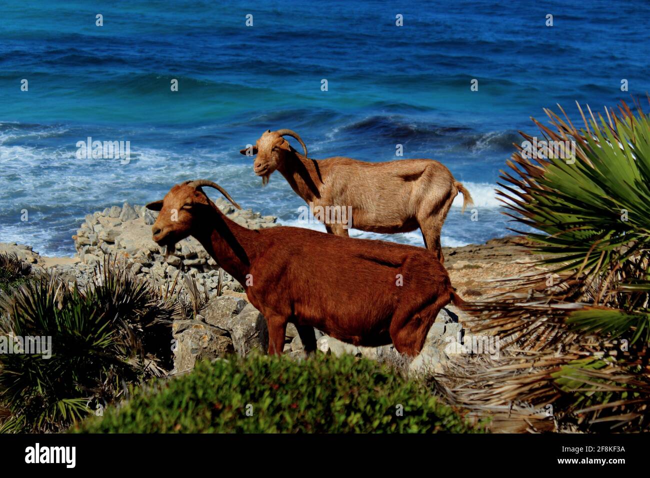 Mallorca animals hi-res stock photography and images - Alamy