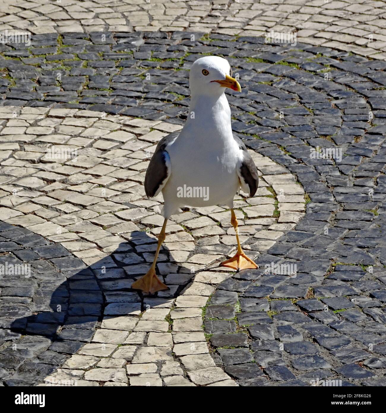 This seagull is extremely tense. Does he have to fly or fight to get the food? He is standing on the typical Portuguese cobblestones Stock Photo