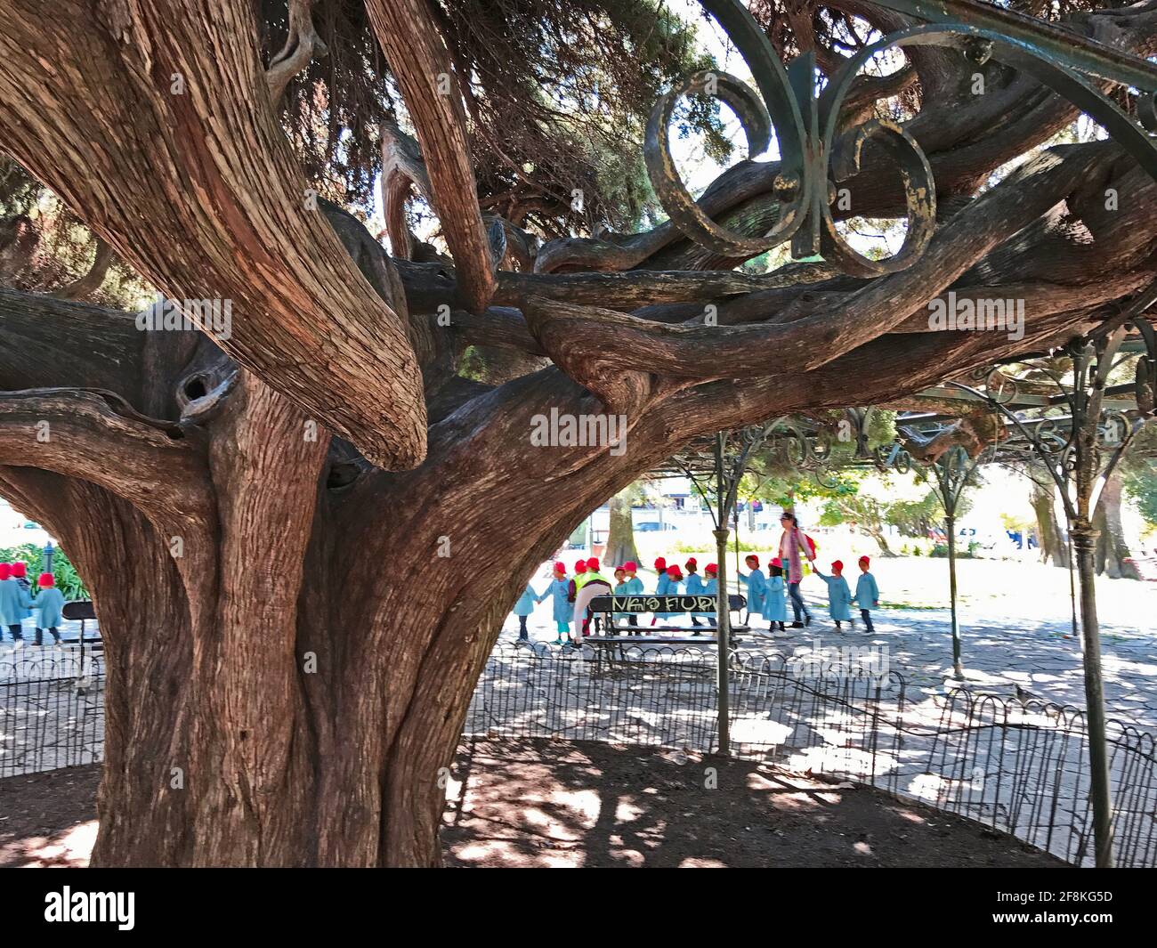 Lisbon, Portugal - March 10 2017 - Park ‘Jardim do Principe Real’ with a giant Prickly juniper tree  and preschool children Stock Photo