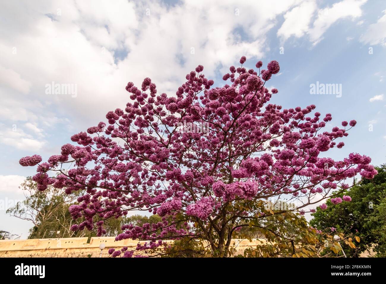 Pink Poui flowers aka Tabebuia rosea blooming on a tree in the city of Mysore in Karnataka in South India. Stock Photo